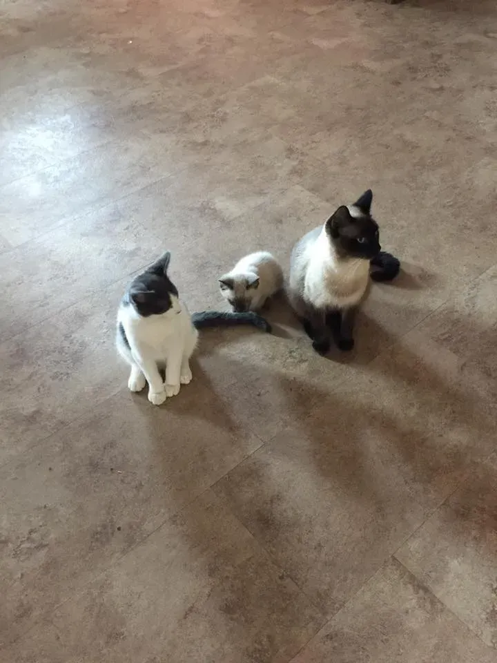 Three cats: Siamese, tuxedo, and gray, sitting on a brown floor.