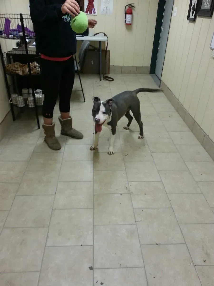 Dog with gray and white fur stands on a tile floor, facing a person holding a green ball.