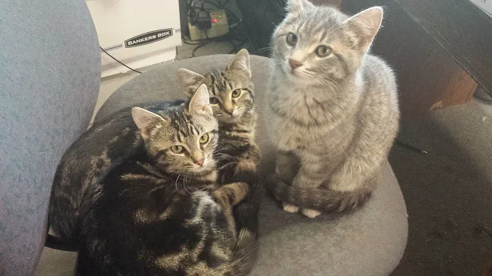 Three kittens on a gray chair: two brown tabbies snuggled together, one gray tabby sitting upright.