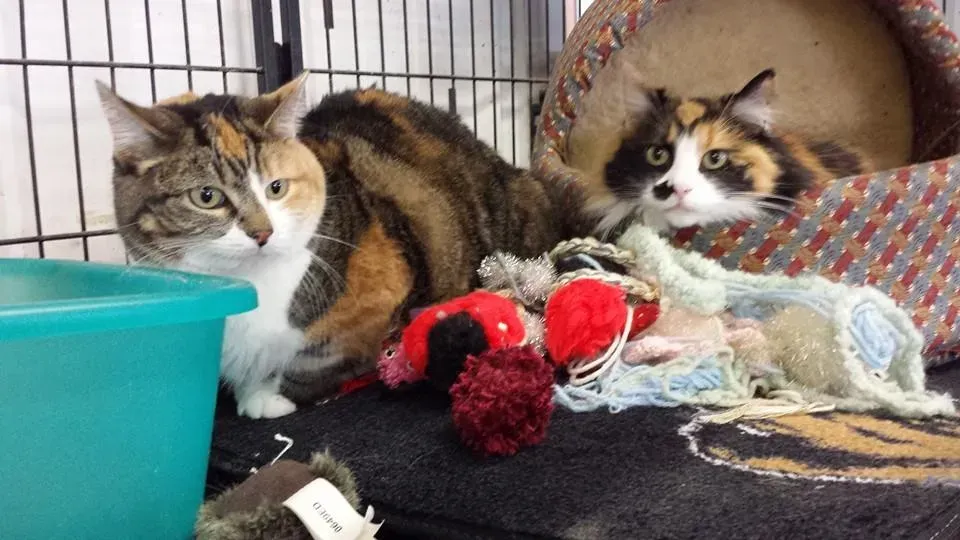 Two calico cats in a pen, one looking forward, the other in a bed. Toys are strewn in front.