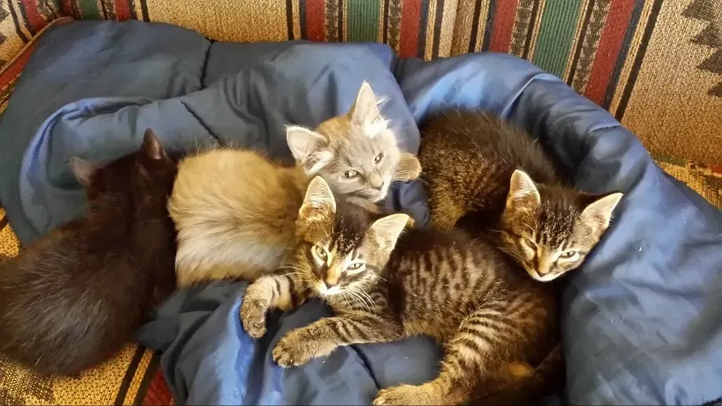 Six kittens cuddled together on a blue blanket. Various colors include black, tan, gray, and tabby.