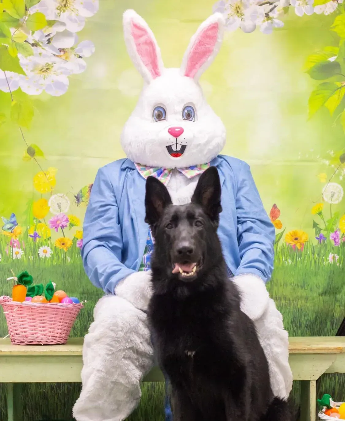 A person in a bunny suit sits with a black dog in front of a spring backdrop; the dog looks at the camera.