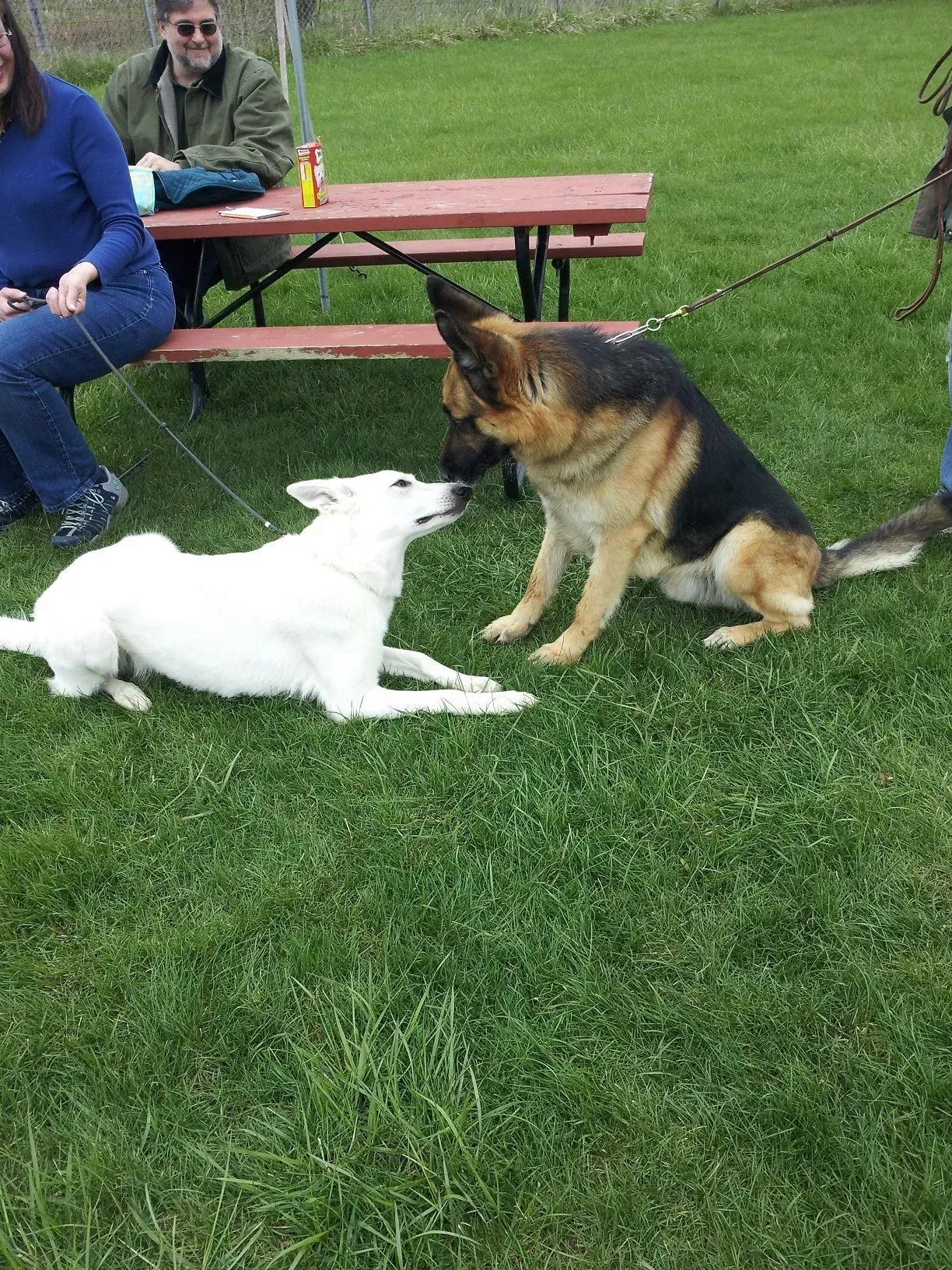Two dogs on leashes on grass face each other near a picnic table; a white dog and a black and tan German Shepherd.