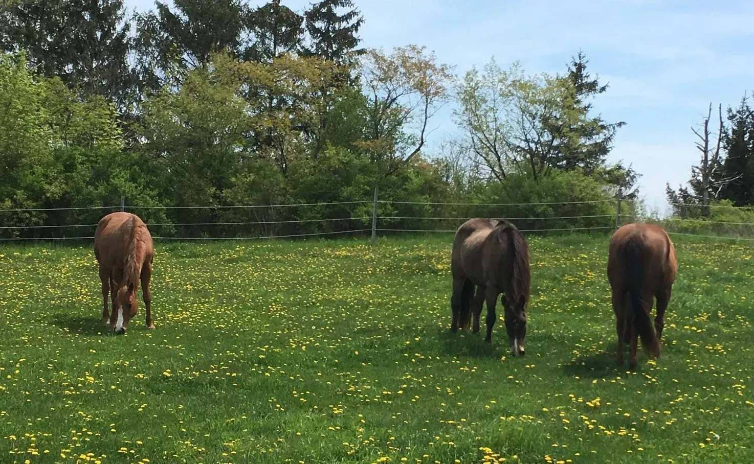 Three brown ponies grazing in a green meadow with dandelions under a blue sky.