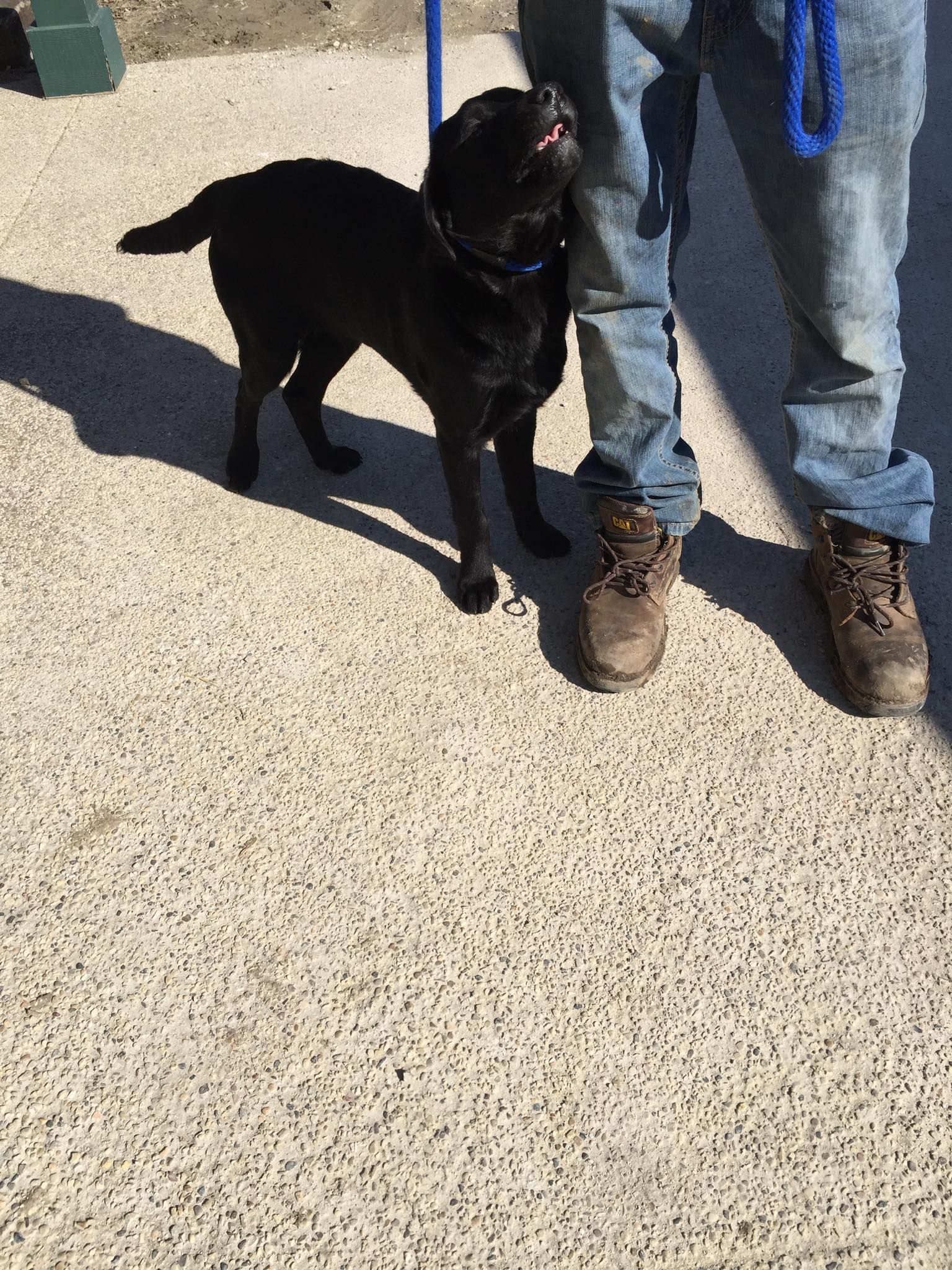 Black dog on leash looks up at person's legs; on pebbled concrete.