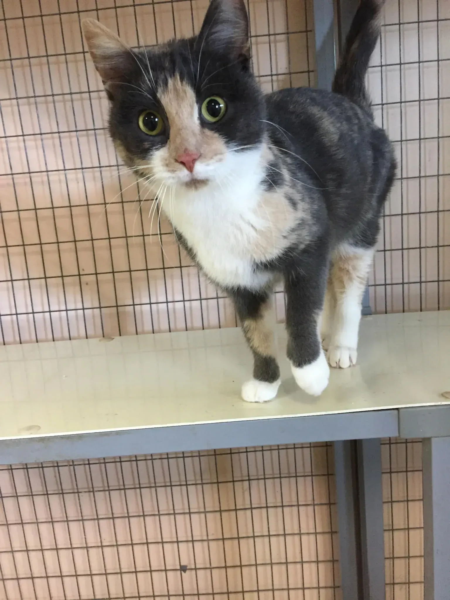 Calico cat standing on a shelf, looking towards the camera. The cat has white paws and chest.