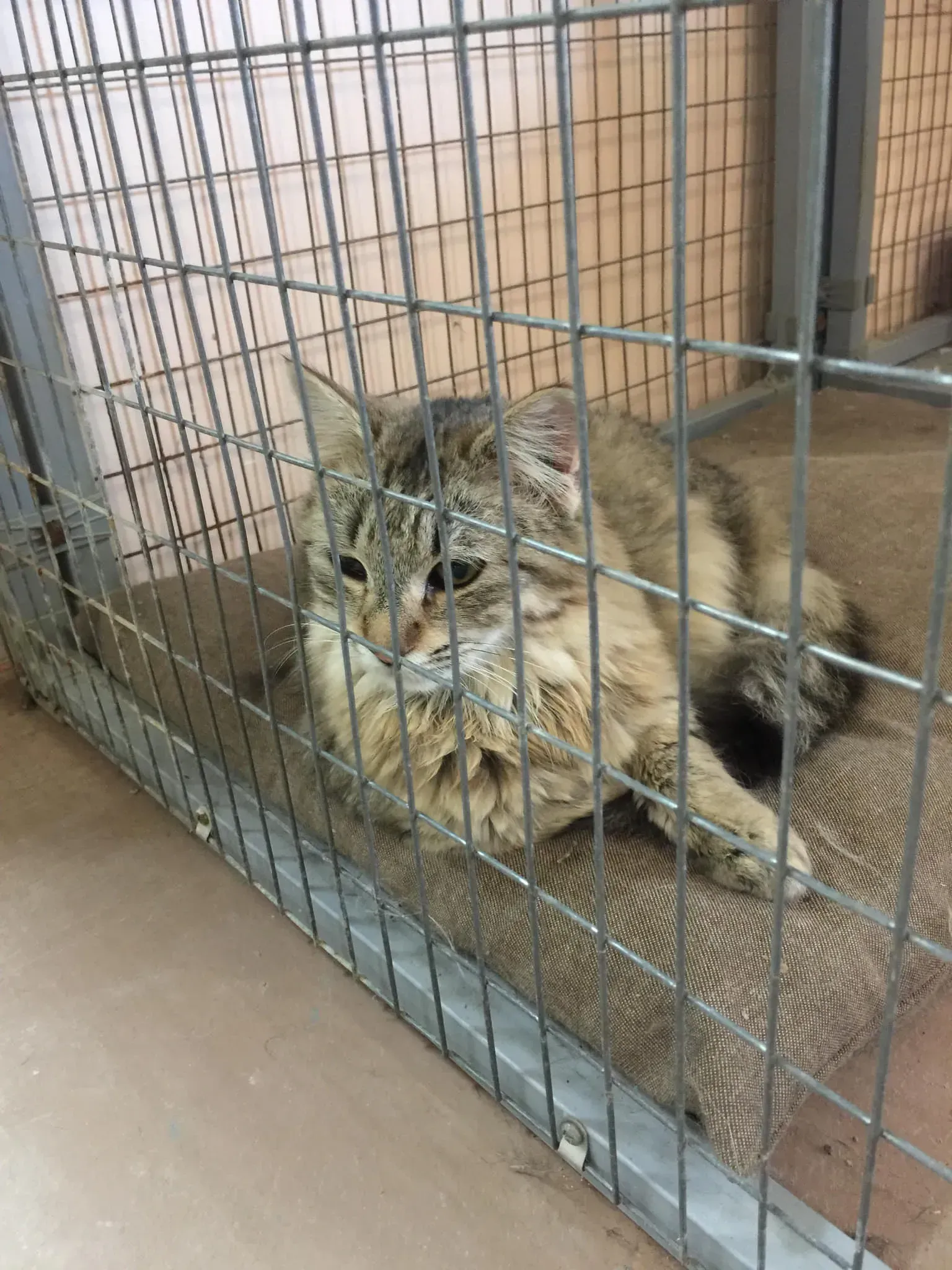Cat with tabby markings inside a cage at an animal shelter. It’s lying on a brown cushion, looking toward the side.