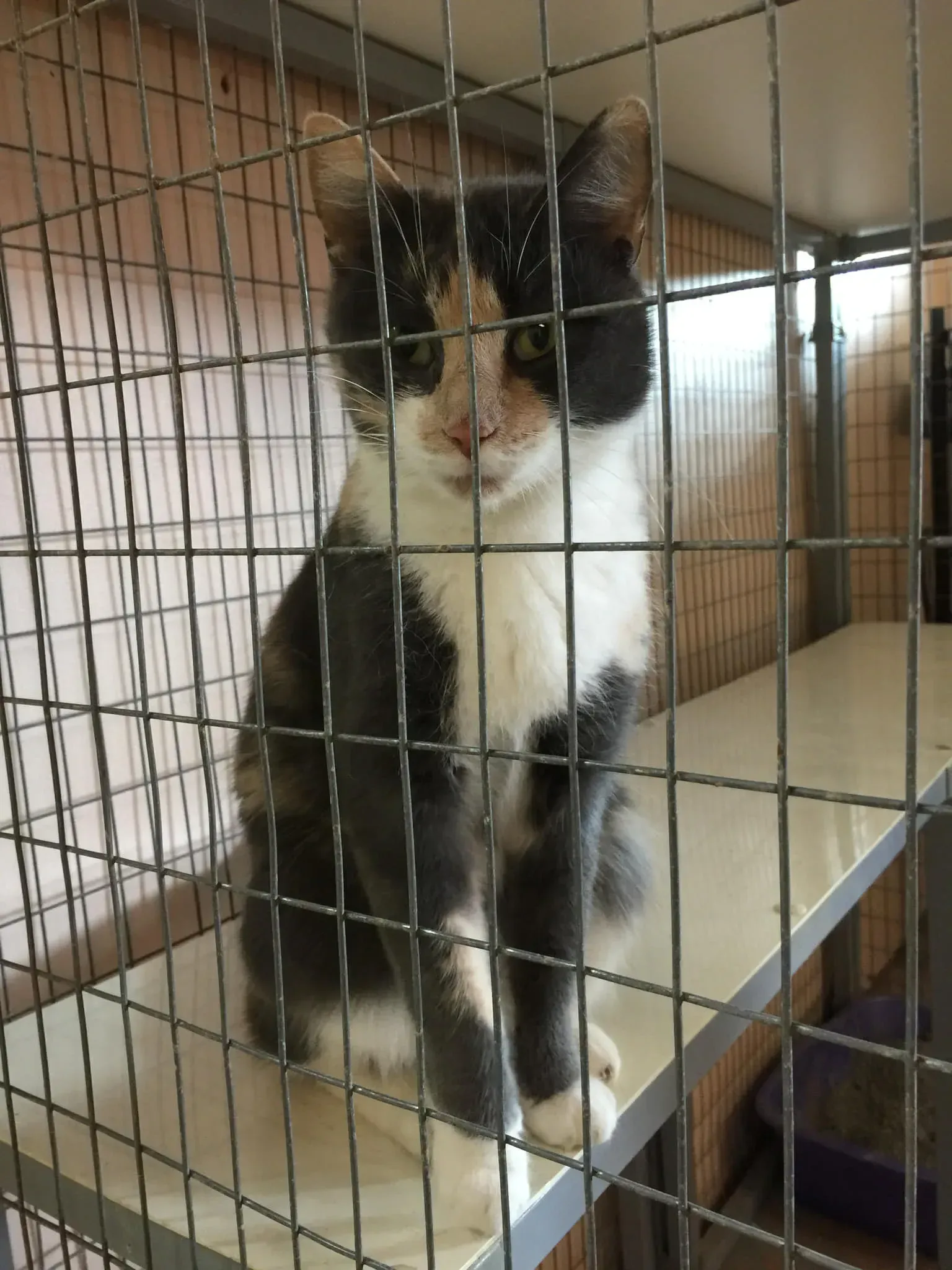 Calico cat sitting in a cage, looking forward. White, black, and orange fur.