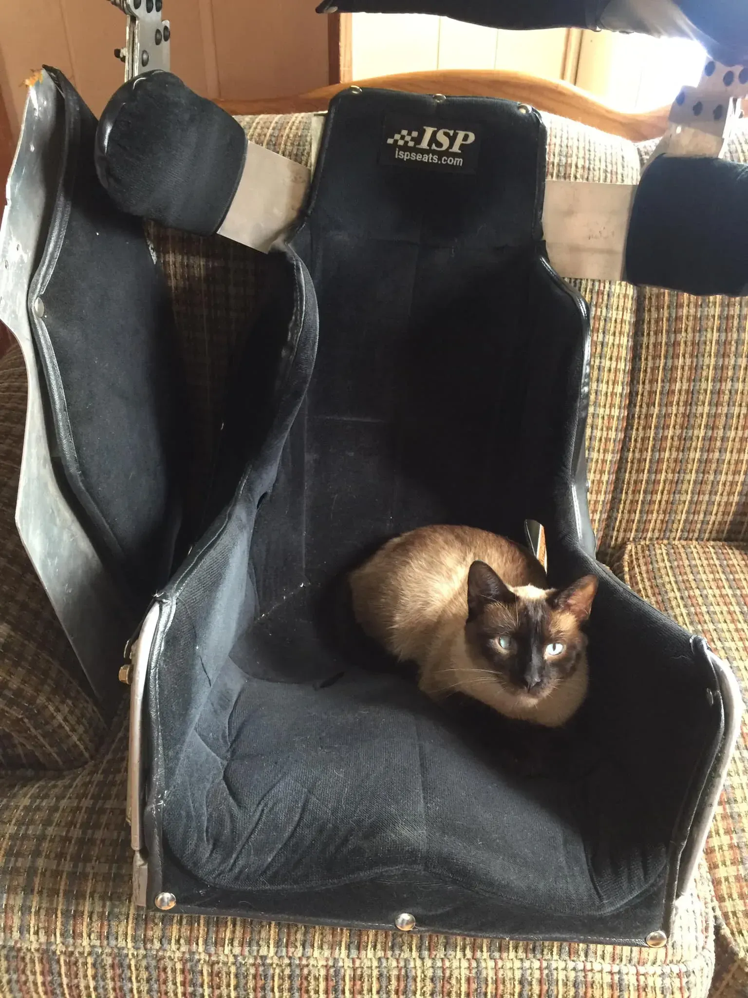 Siamese cat resting in a black racing seat.