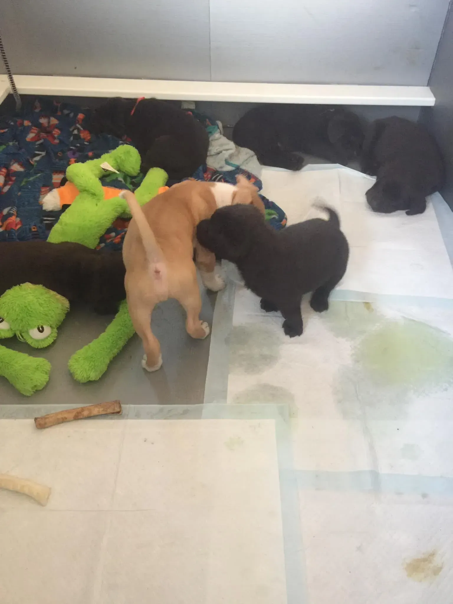 Two puppies playing in a pen with toys and other dogs resting in the background.