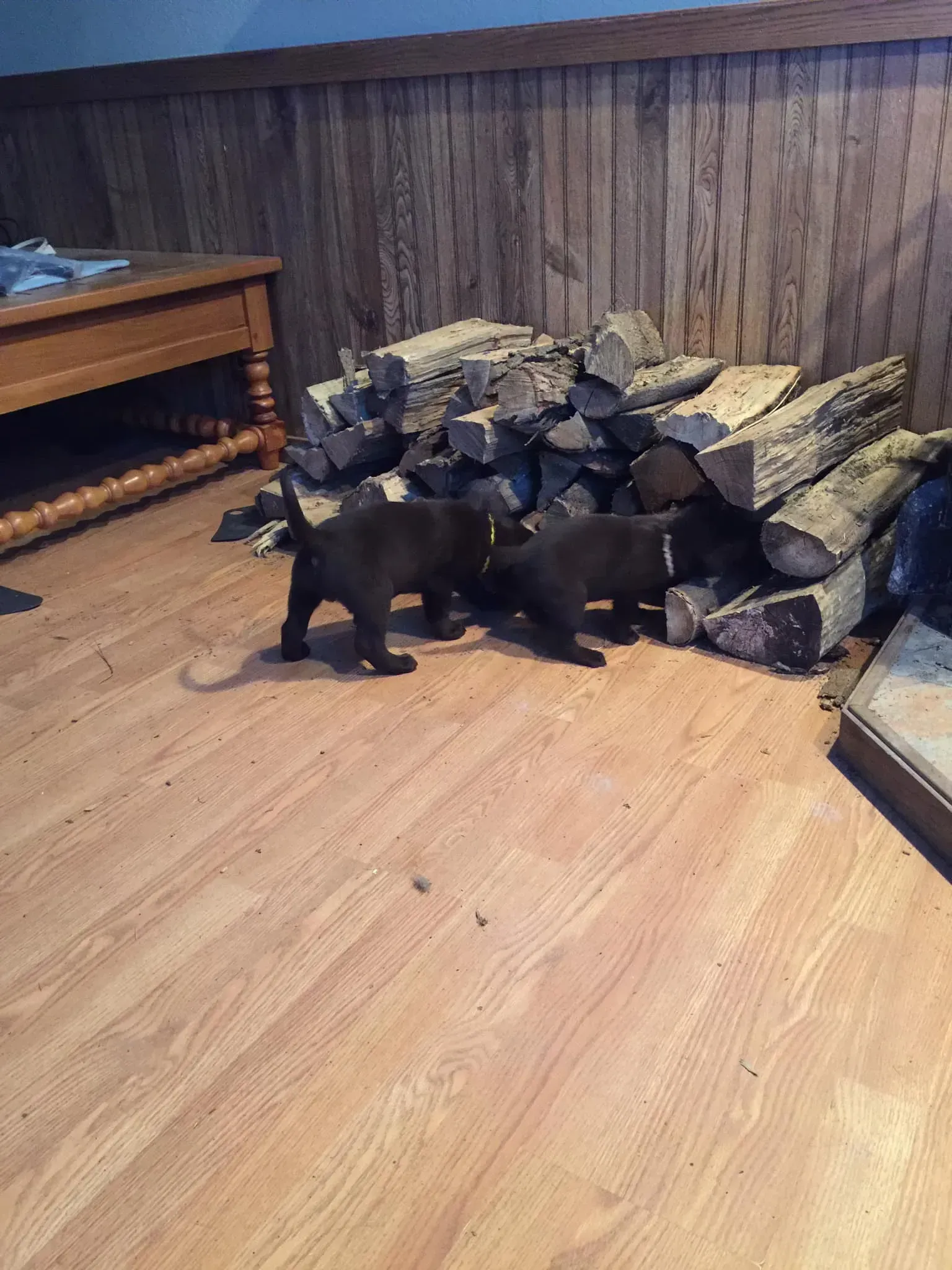 Two dark brown puppies play near a stack of firewood on a wooden floor.