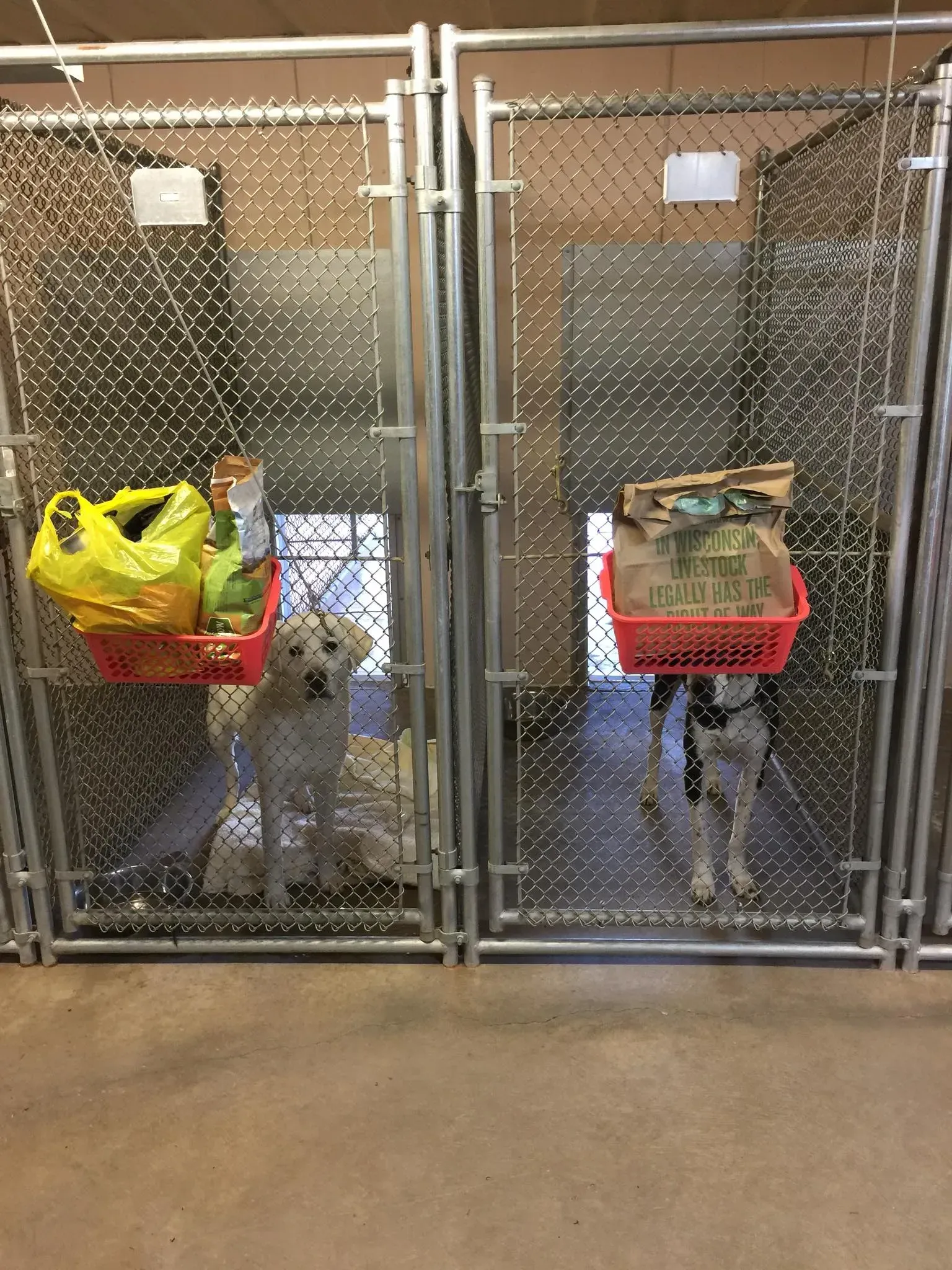 Two dogs in kennels with baskets holding food.