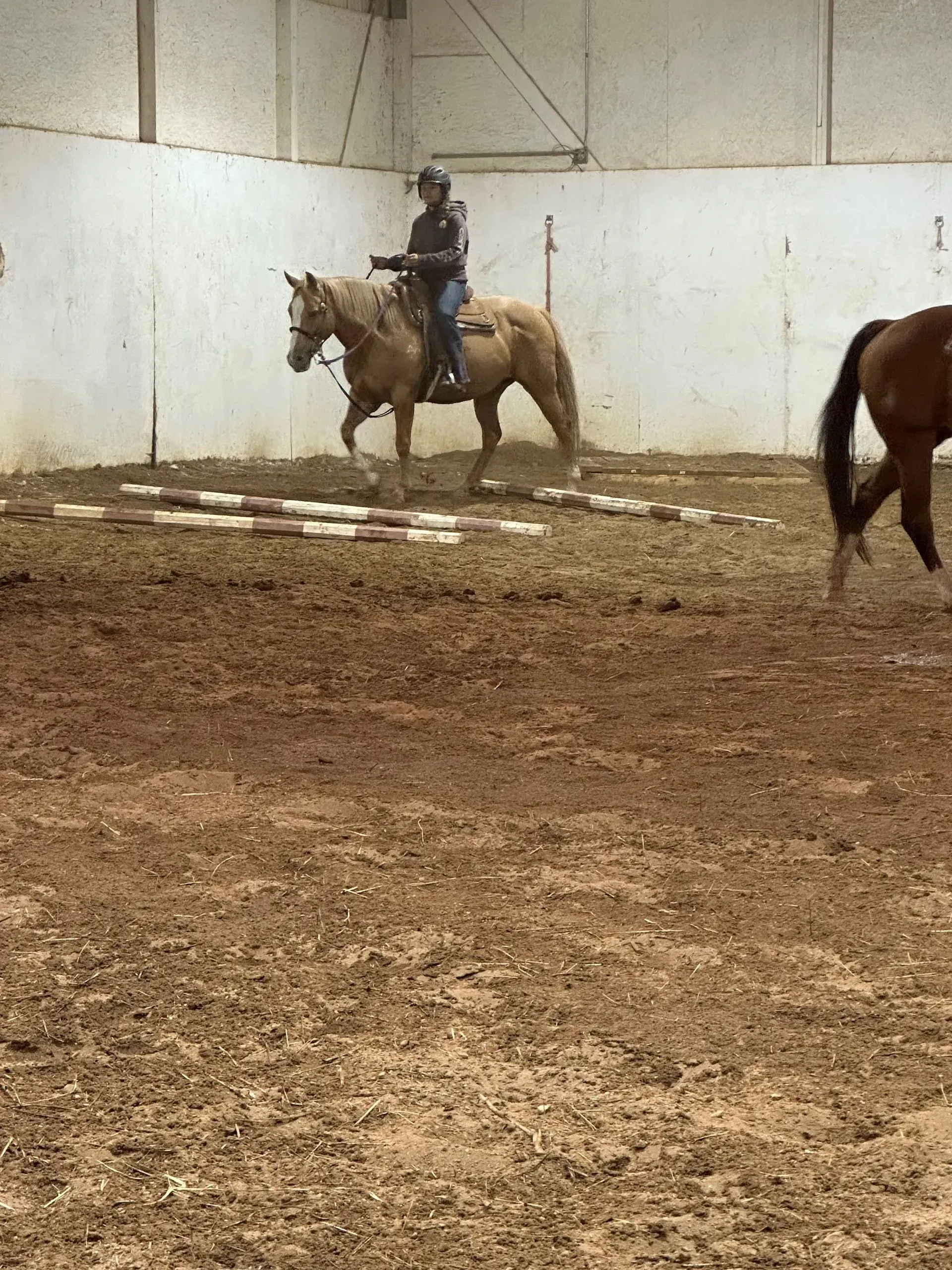 A rider on a palomino horse in an indoor arena, navigating ground poles. Another horse is on the right.