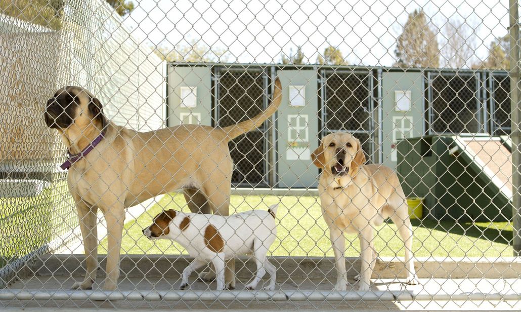 Playmate Kennels And Stables