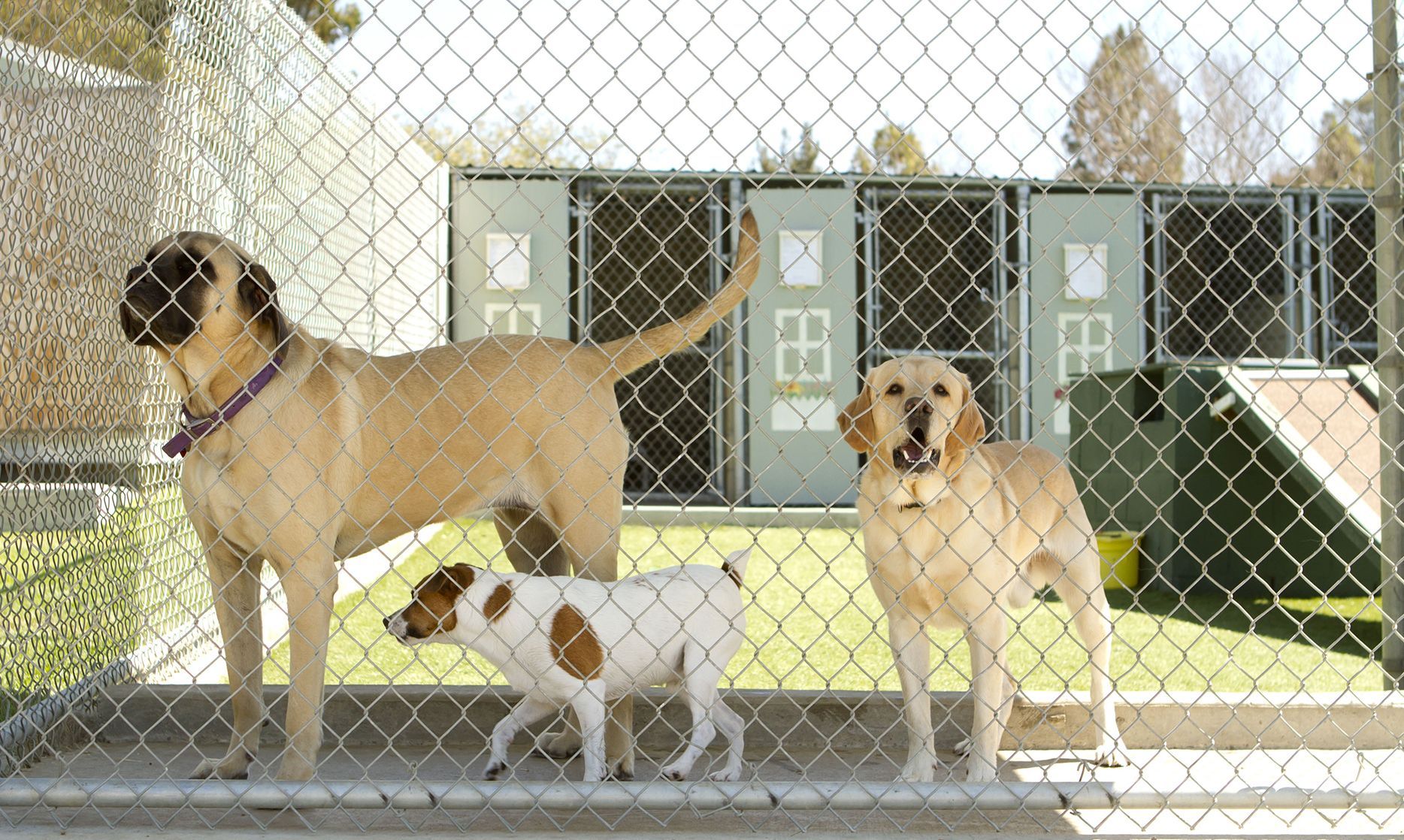 Playmate Kennels And Stables