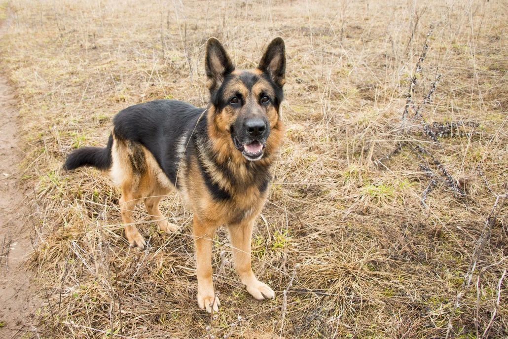 Playmate Kennels And Stables