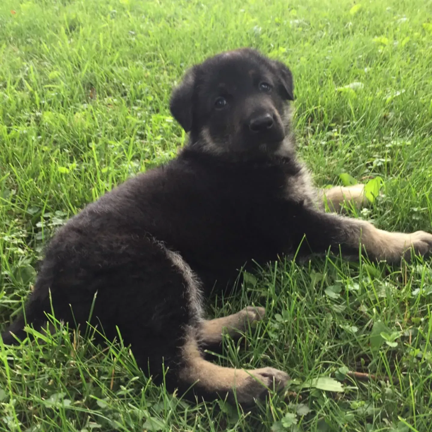 Black and tan puppy lying in green grass, looking at the viewer.
