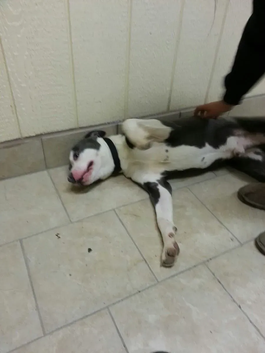 Dog lying on back, belly exposed, being pet. Gray, black and white coat, black collar. Indoor setting.