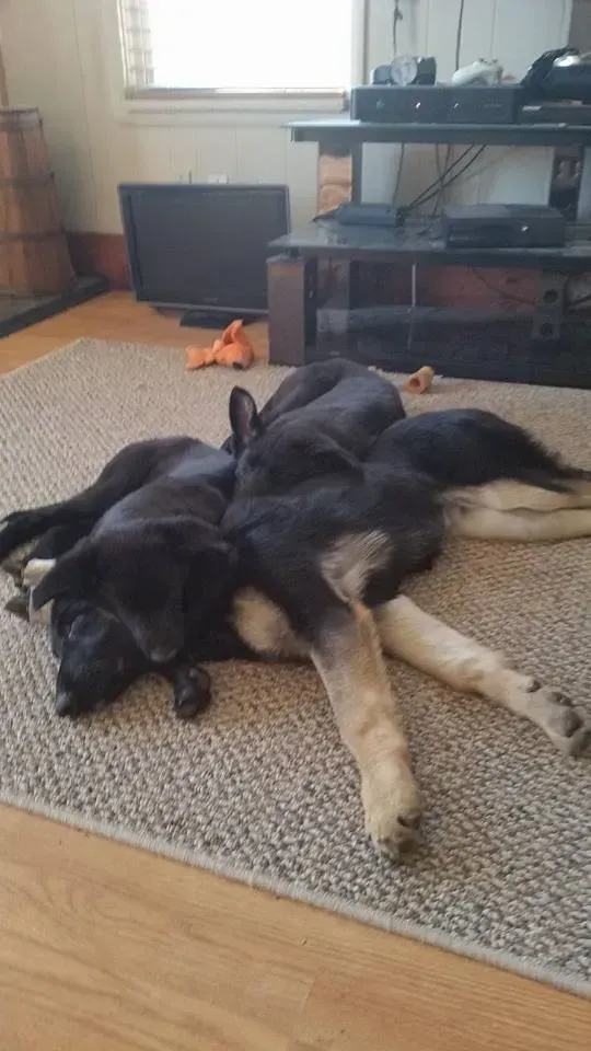 Three dogs, two black and one tan, cuddled on a rug.