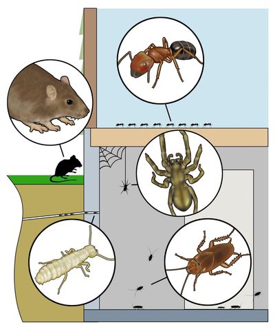 Pest Control Prices