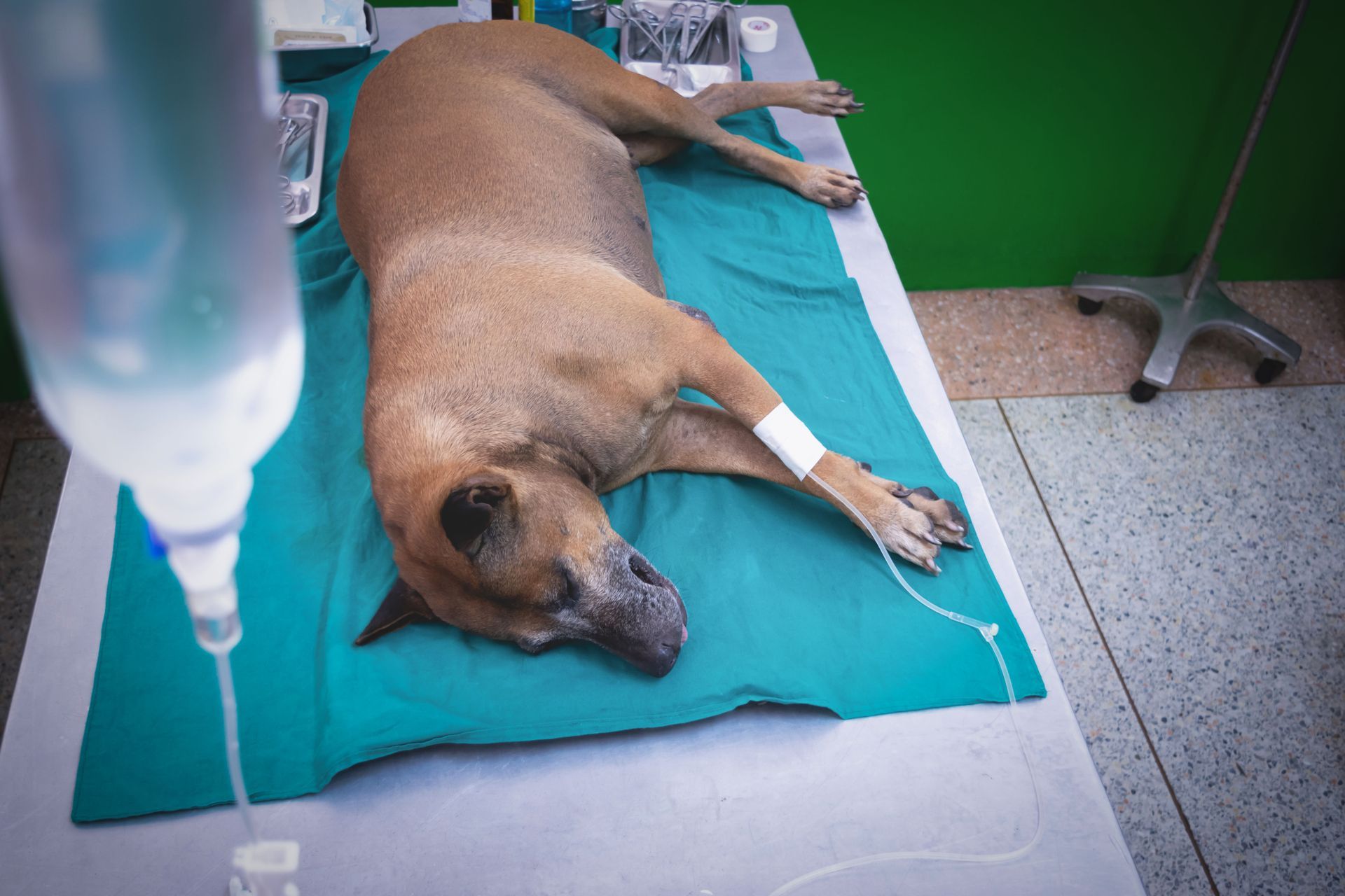 Dog on a veterinary table with IV, lying down. Teal drape, green wall in the background.