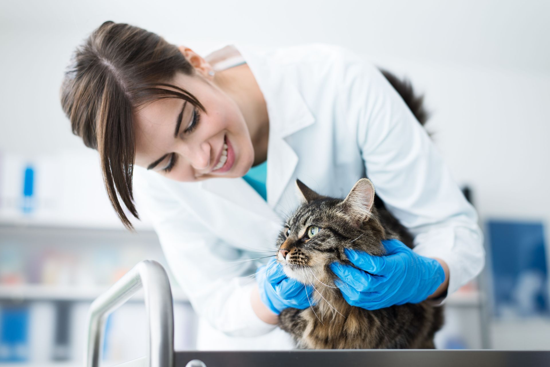 Veterinarian examining a tabby cat on an examination table, smiling, wearing gloves and a lab coat.