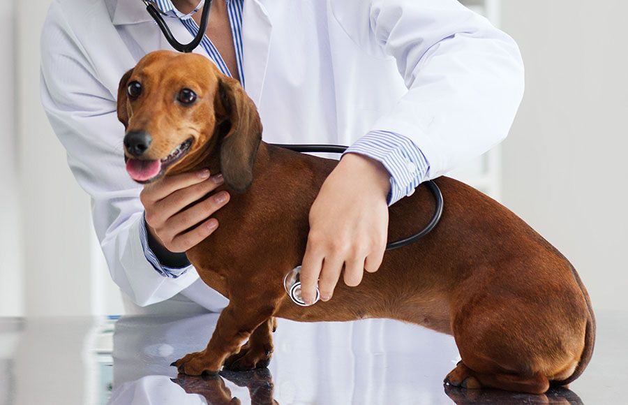 NB Animal Urgent Care