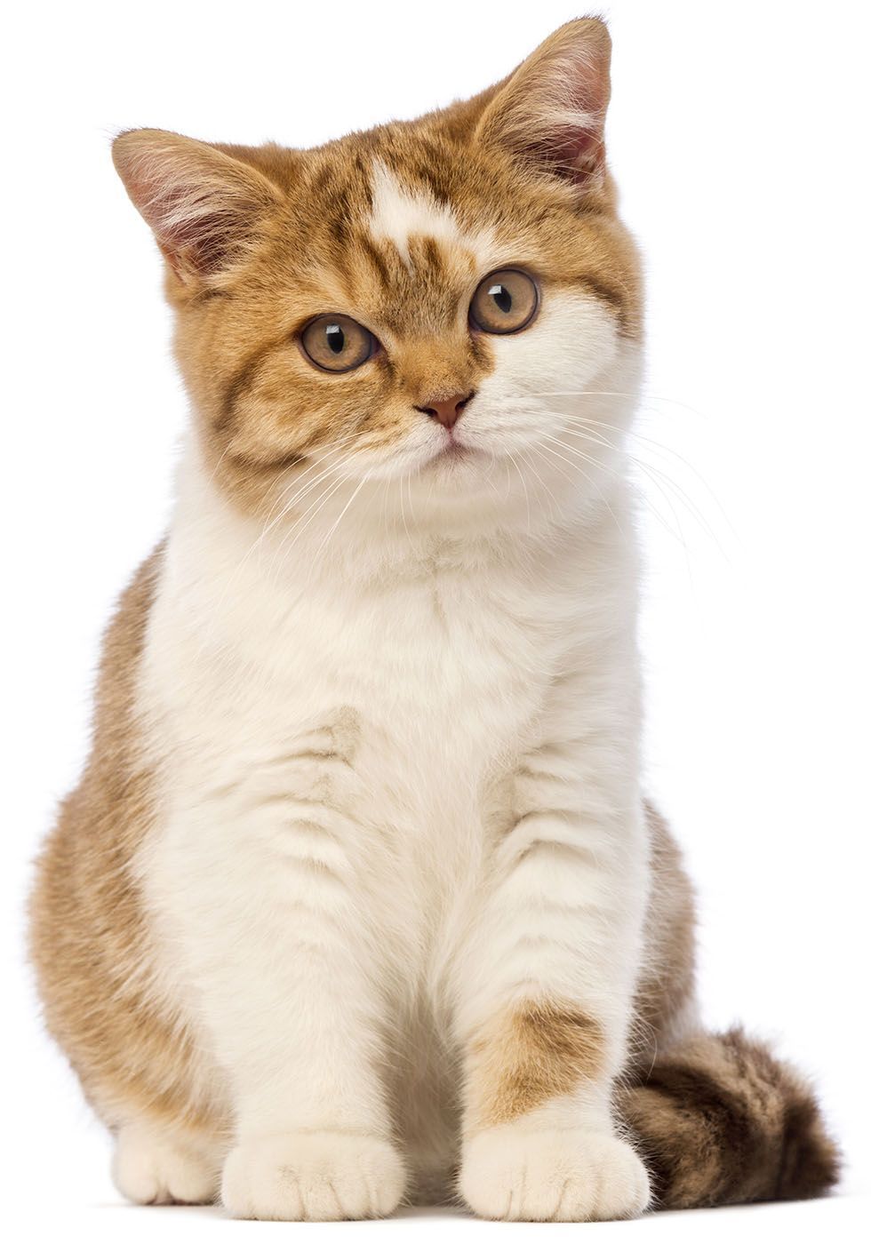 NB Animal Urgent Care