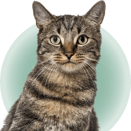 NB Animal Urgent Care