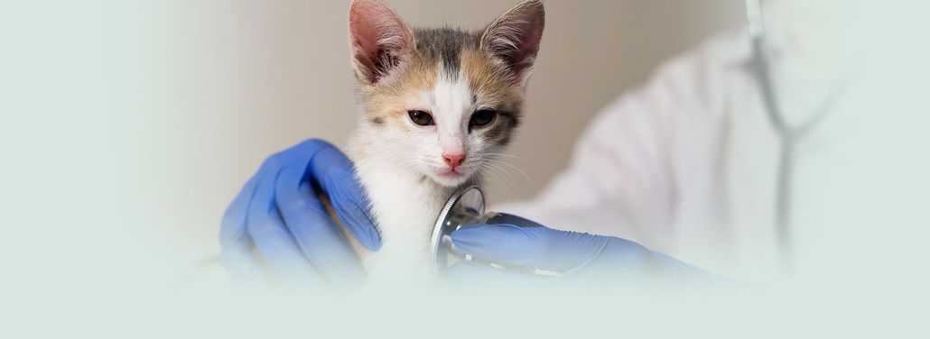 NB Animal Urgent Care
