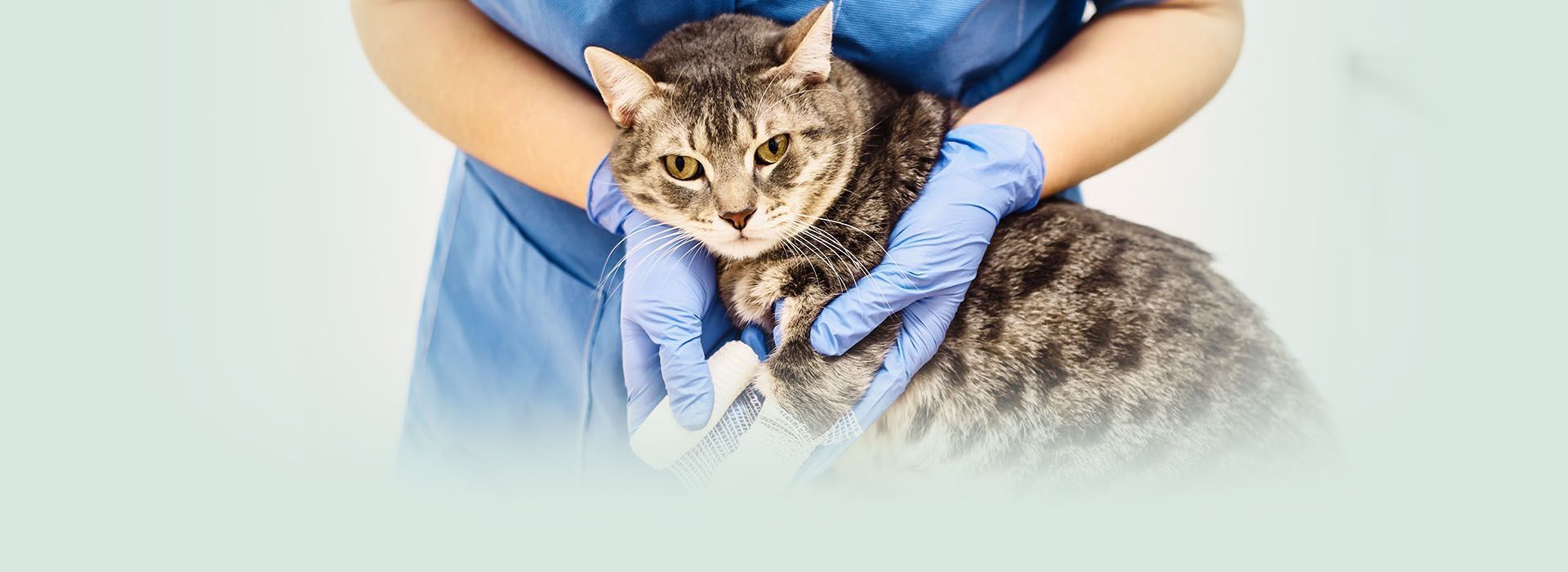 NB Animal Urgent Care