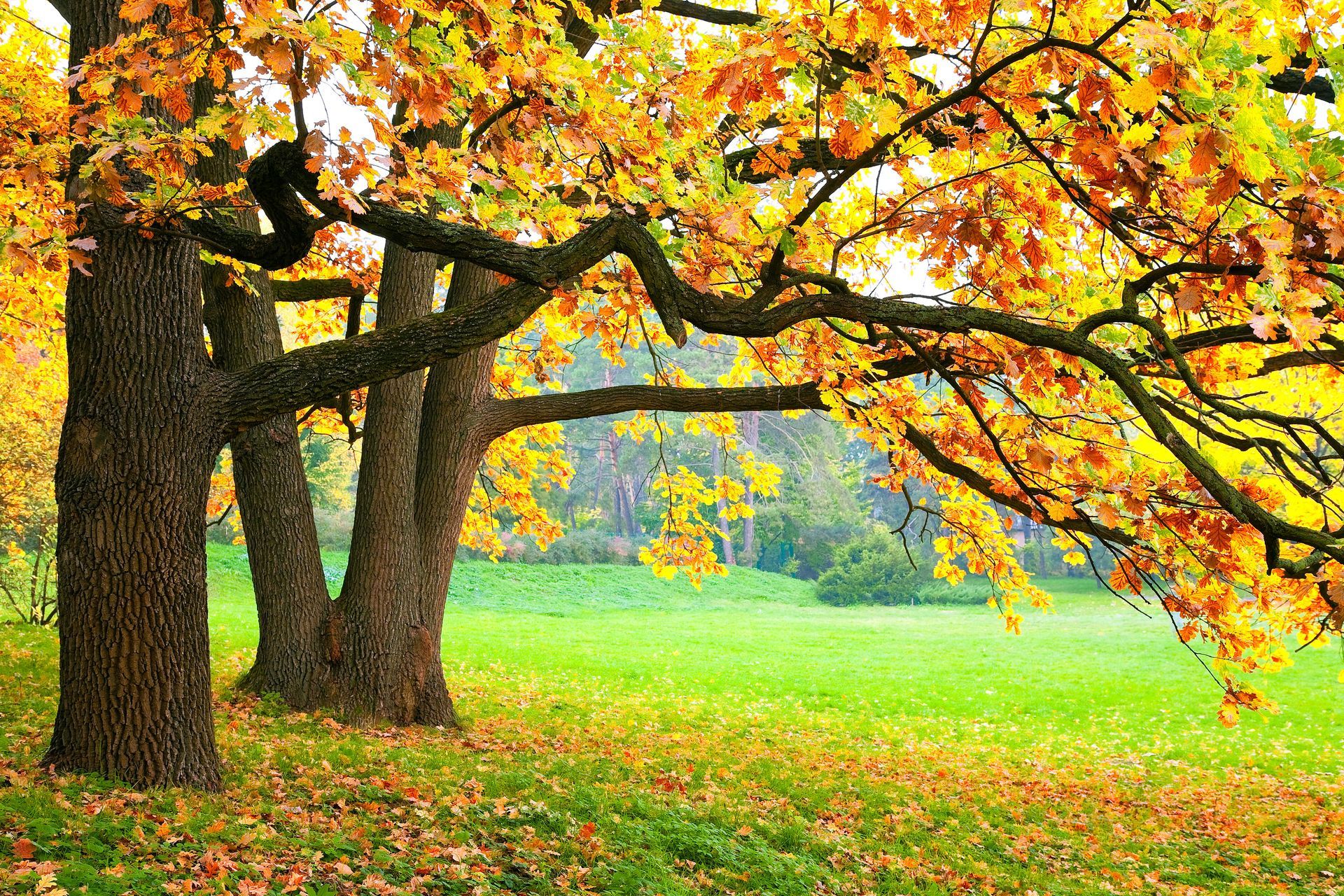 tree nursery