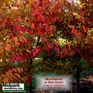 Musclewood or Blue Beech or Hornbeam Tree