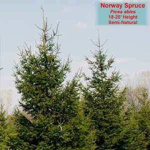 Picea - Spruce Trees Semi-Natural