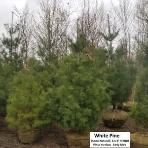 Pinus - Pine Trees Semi-Natural