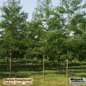 Honeylocust trees