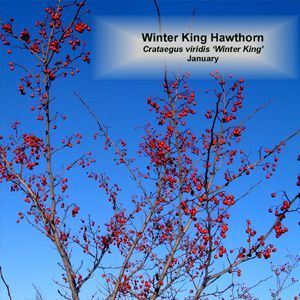 Hawthorn trees