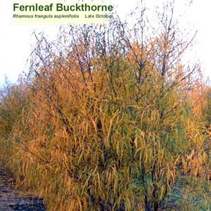 Buckthorn trees