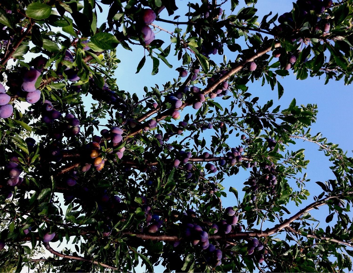 A tree with lots of purple plums on it