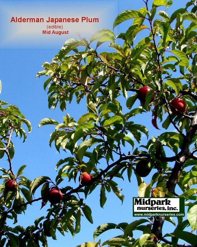 Alderman Japanese plum tree