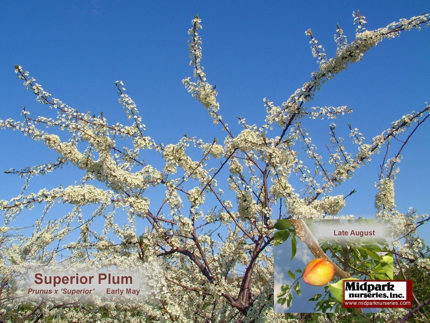 Superior plum tree