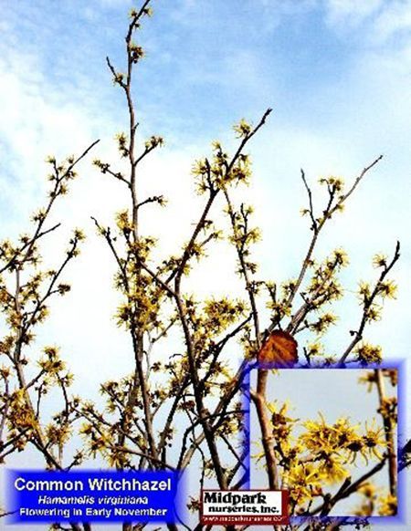 Common Witchhazel