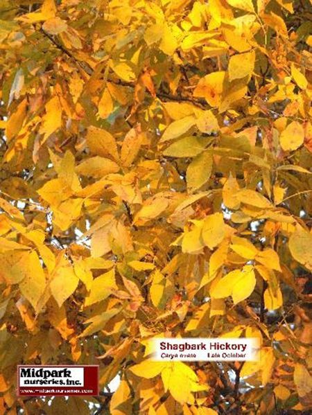 Shagbark Hickory