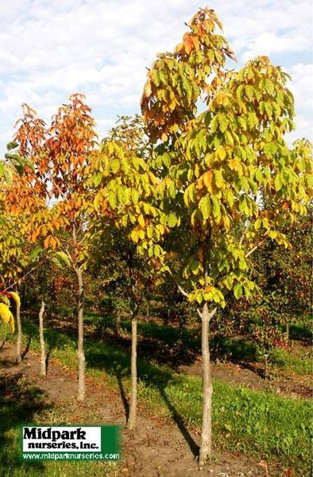Indigenous trees