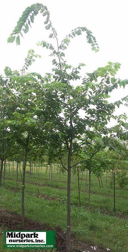 Indigenous trees