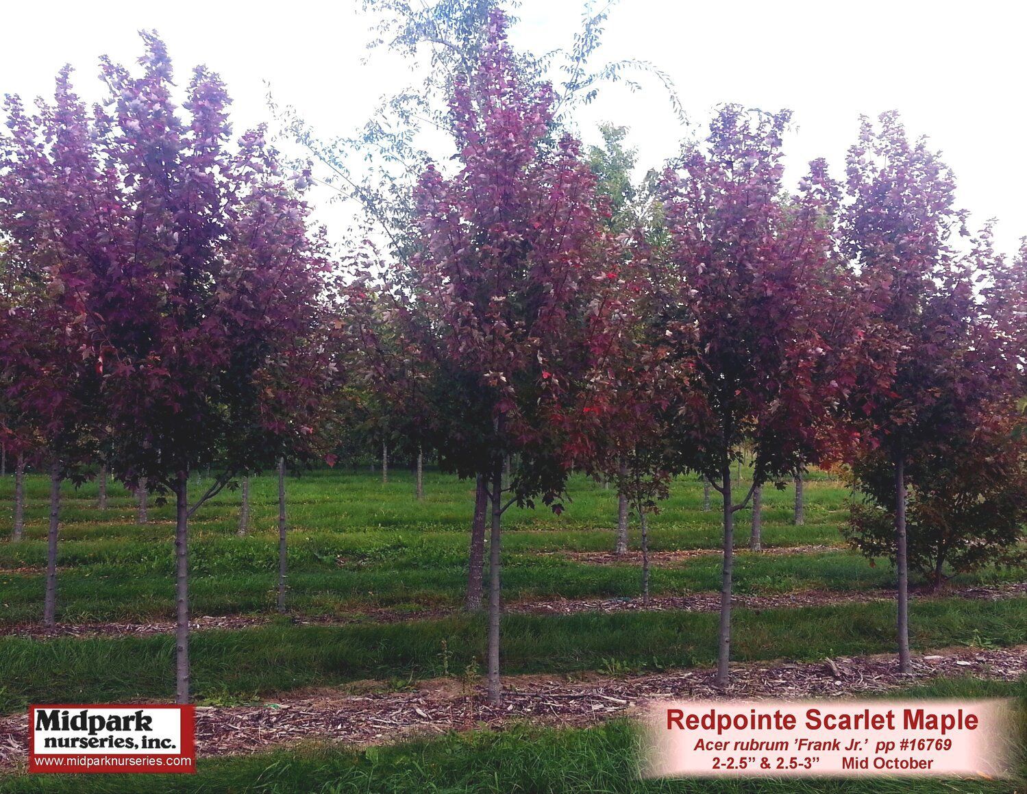 Redpointe Scarlet Maple