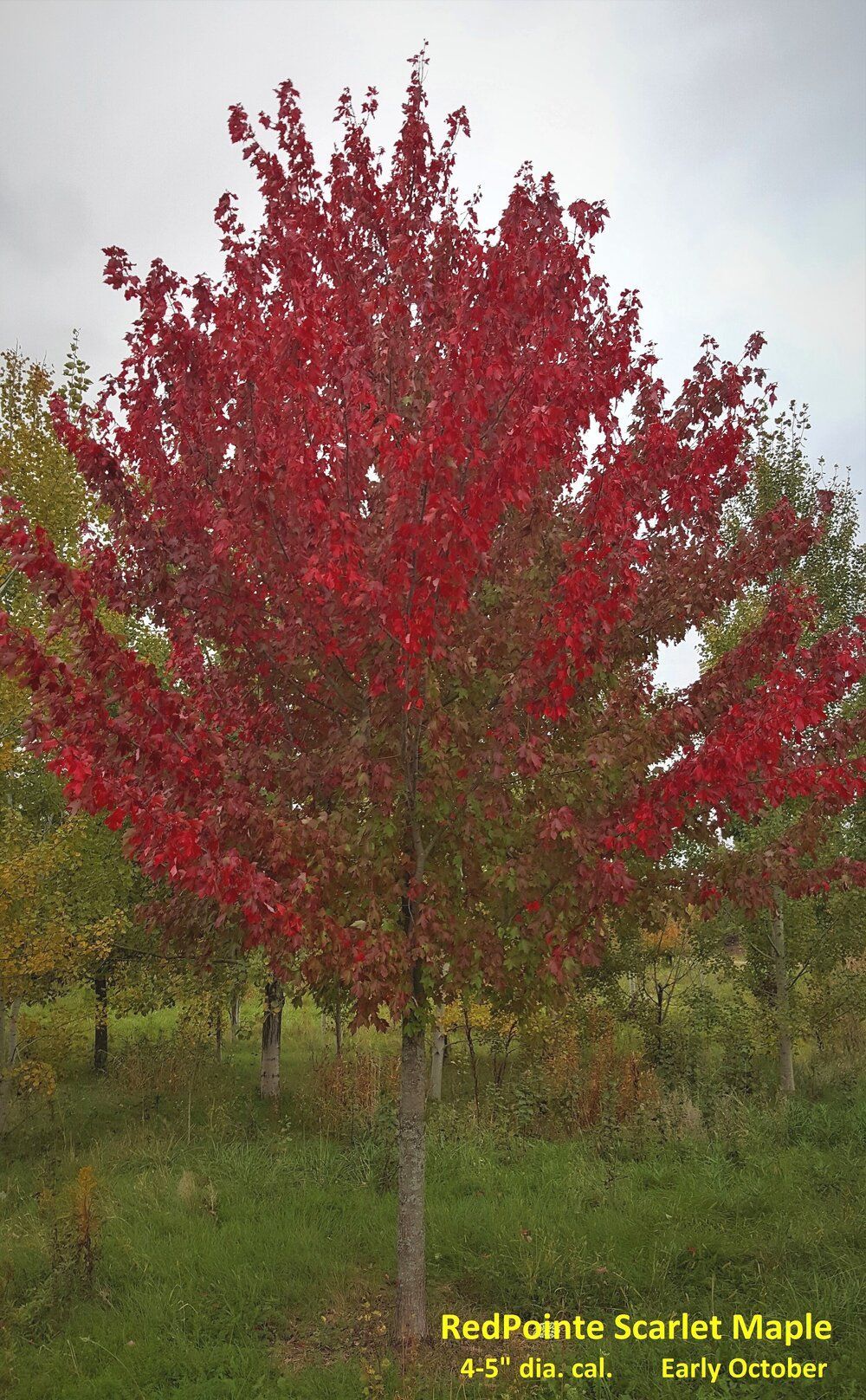 RedPointe Scarlet Maple tree