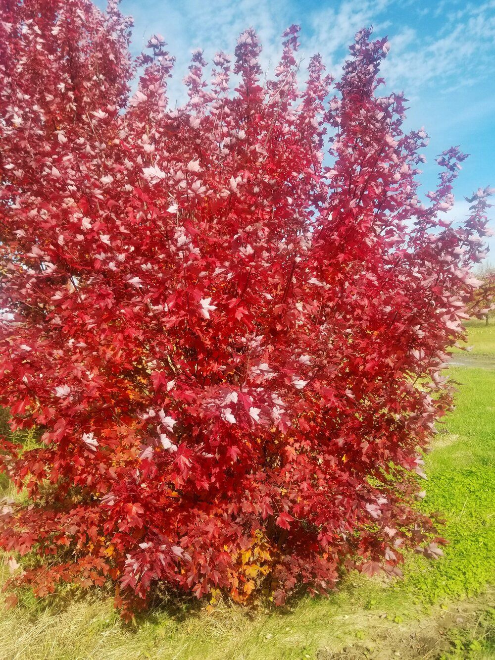 RedPointe Scarlet Maple