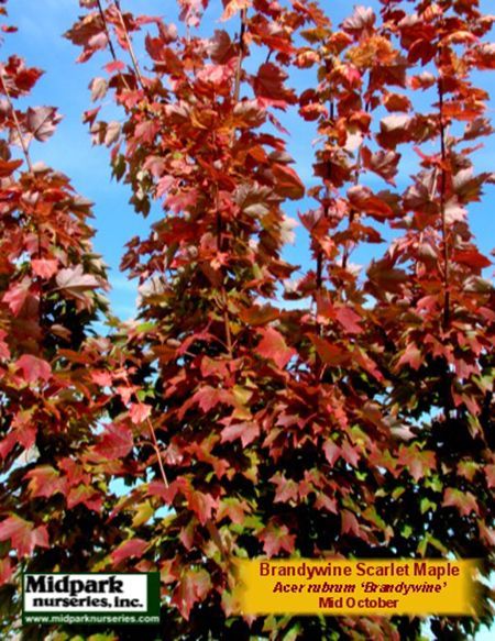 Brandywine Scarlet Maple