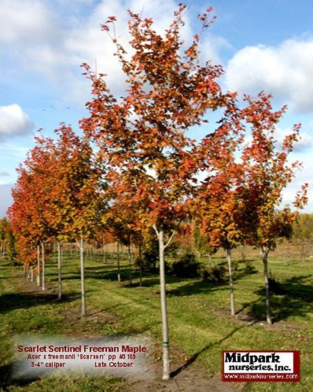 Scarlet Sentinel Freeman Maple